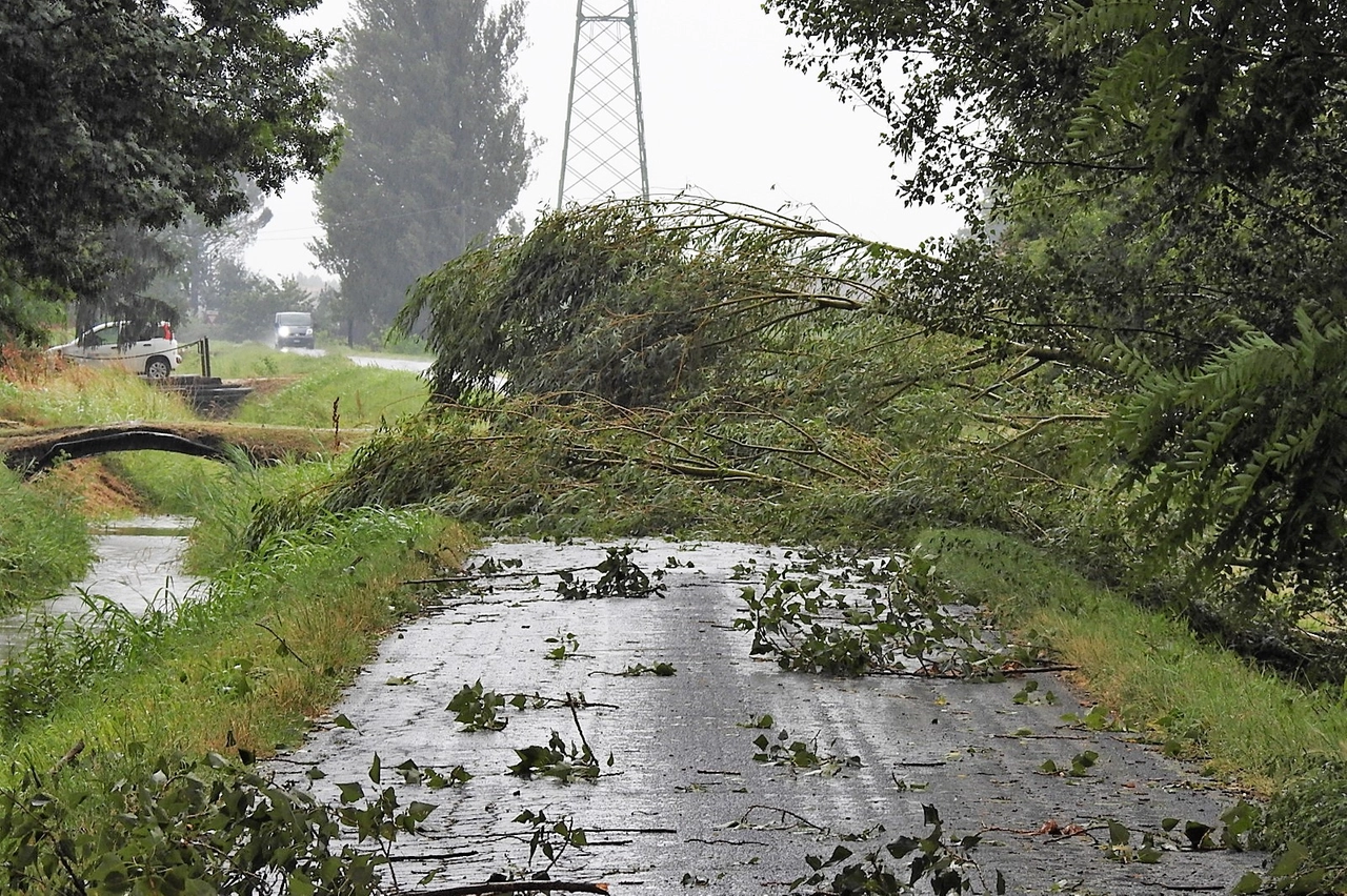 Un albero caduto alle porte di Bizzuno (Scardovi)