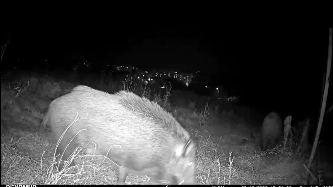 I cinghiali a passeggio a Torrette, un fermo immagine dal video