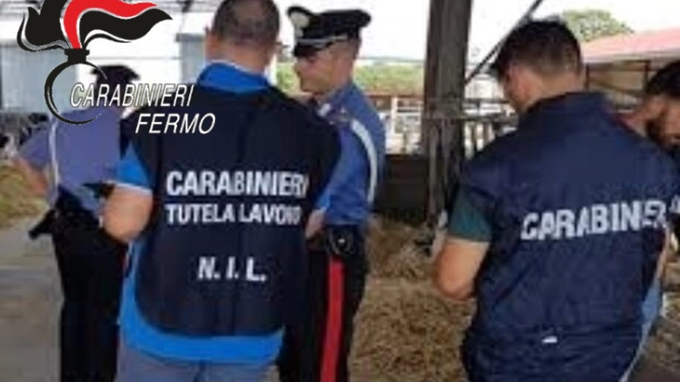 I carabinieri impegnati nei controlli nella porcilaia 