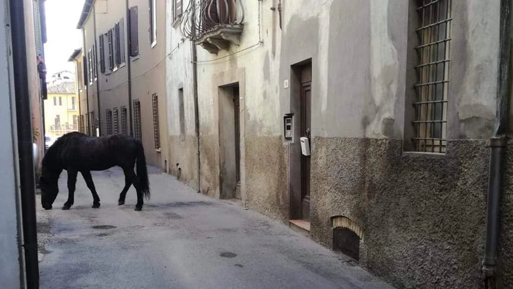 L’animale mentre vagava libero nella parte antica