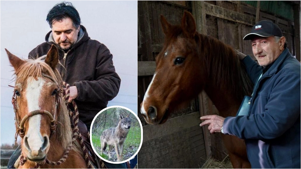 Maurizio Gilli nel ranch e, a destra, Domenico Guerra con il cavallo nella stalla. Nella foto piccola, un lupo