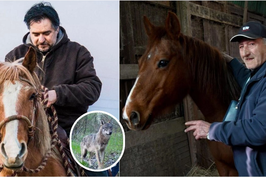Maurizio Gilli nel ranch e, a destra, Domenico Guerra con il cavallo nella stalla. Nella foto piccola, un lupo