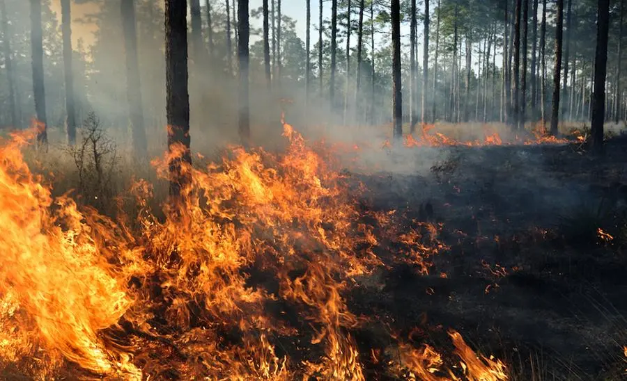 Il cambiamento climatico fa spostare gli alberi