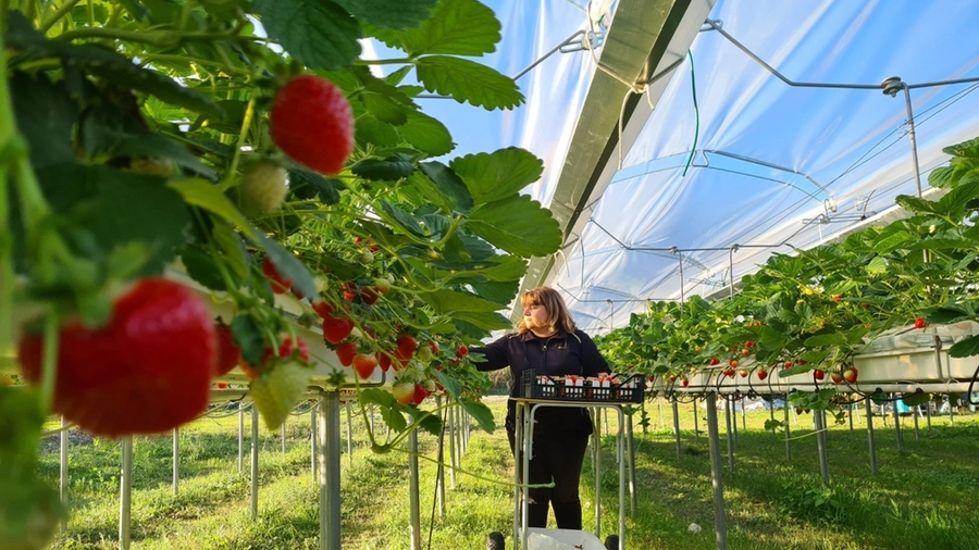 Parma, parte il progetto Life: premi agli agricoltori sostenibili