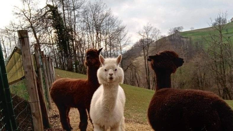 Gli alpaca dell'azienda 'Barbona di Sotto'