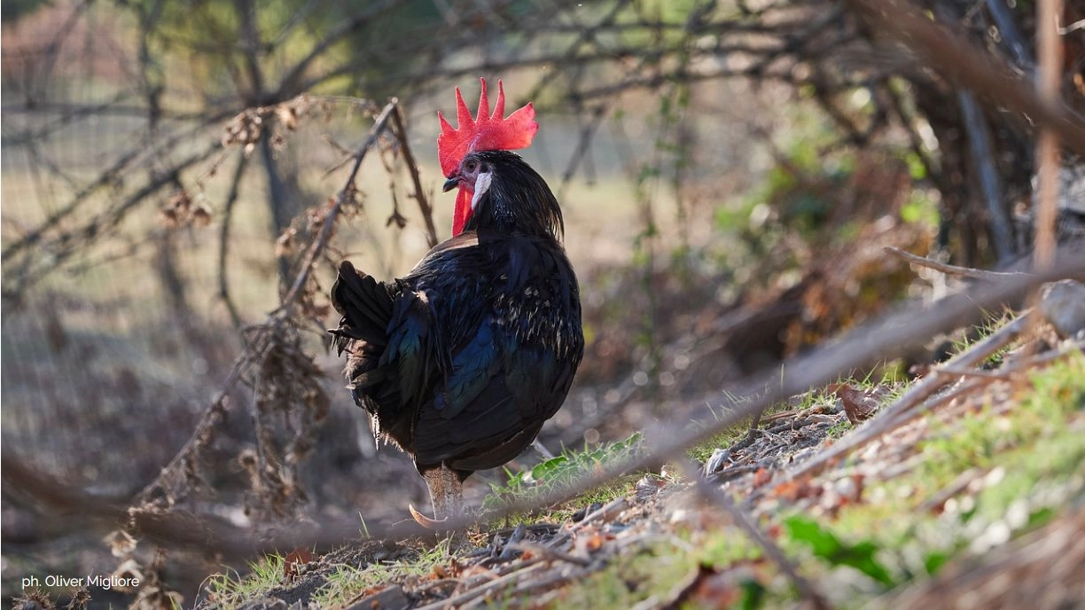 Un esemplare di pollo romagnolo (Foto  Oliver Migliore)