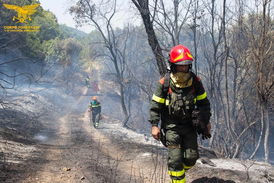 Incendi nei boschi