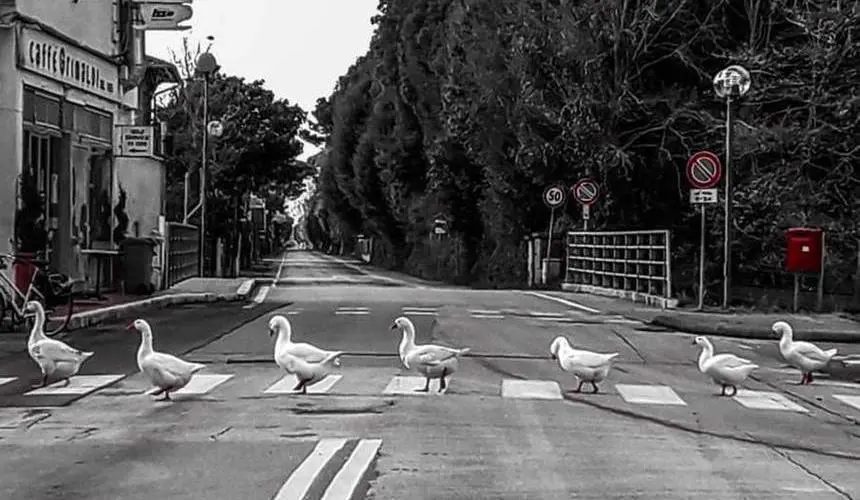 Pandemia, ambiente, natura