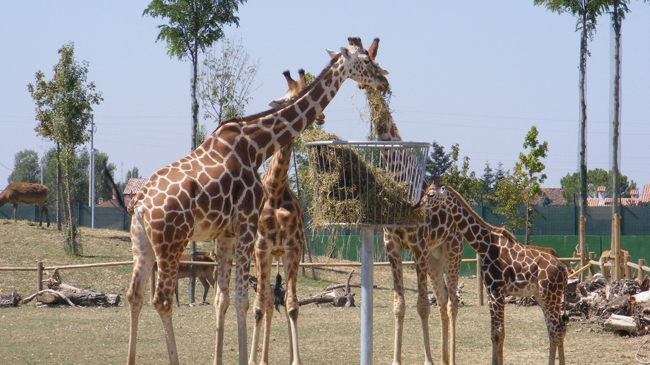 Giraffe allo zoo safari