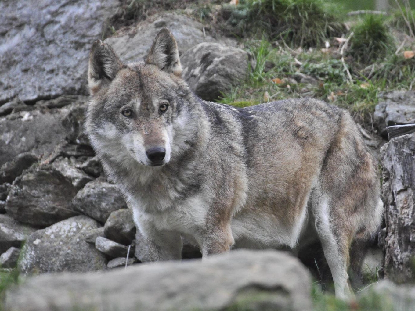 Un lupo è stato avvistato in centro a Loiano