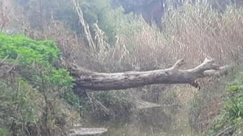 "Dopo l’alluvione un grosso tronco è incastrato". L’appello della studentessa agli uffici regionali