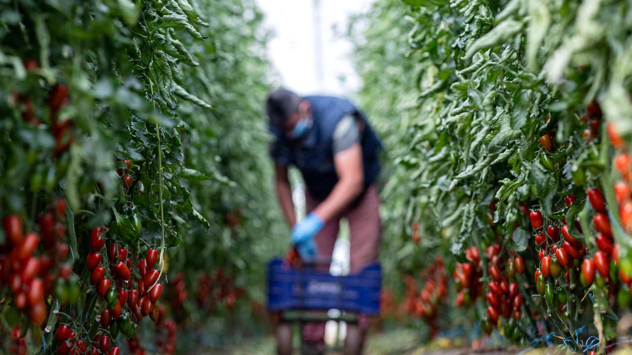 Parma, 800 posti per la campagna del pomodoro: tutte le info