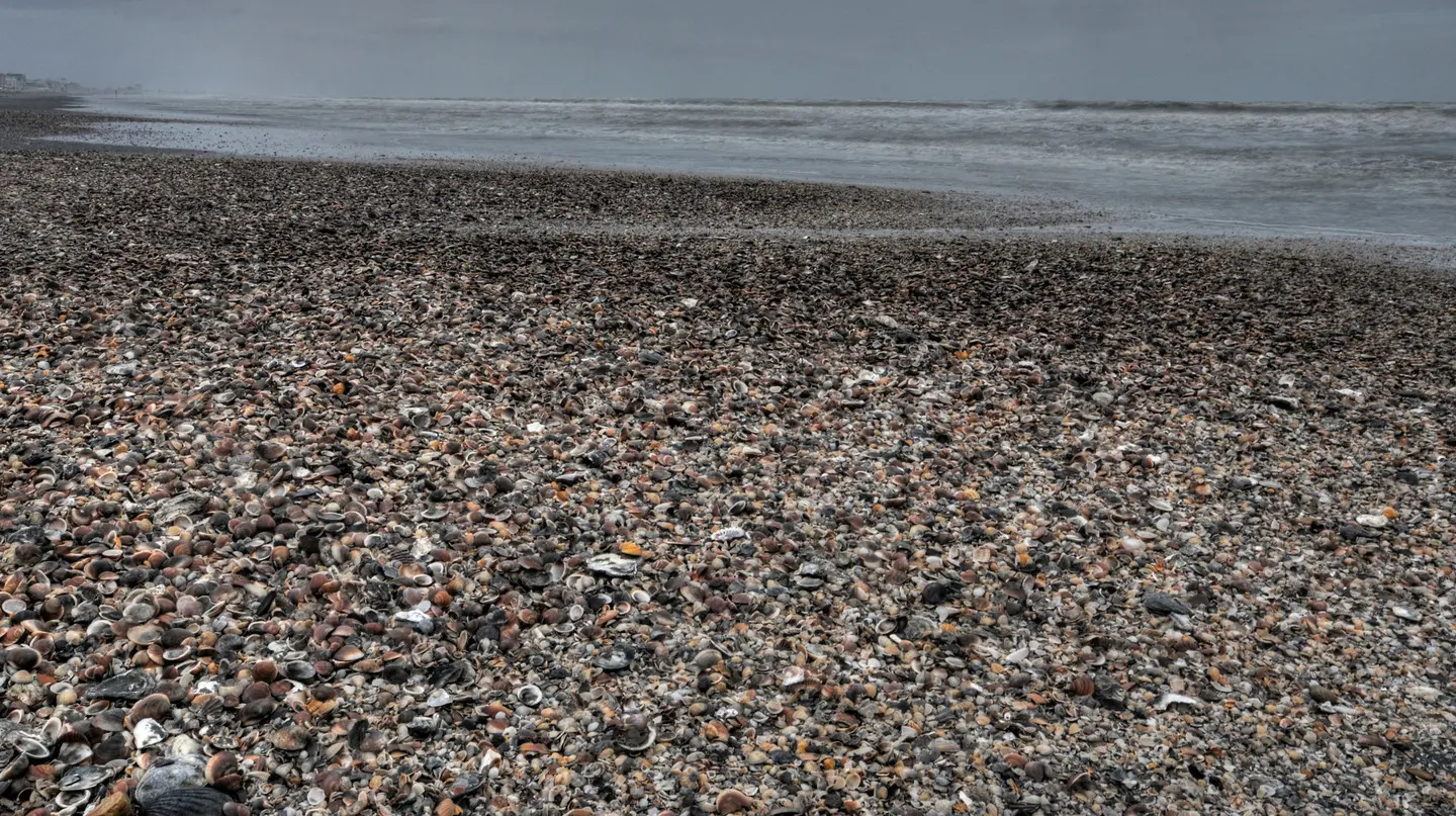 Riccione, la spiaggia coperta di conchiglie dopo la mareggiata