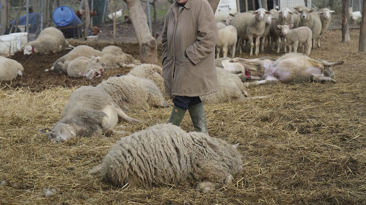 Lupi, incursione in un allevamento. Uccise nella notte 17 pecore: "Hanno saltato una recinzione alta"