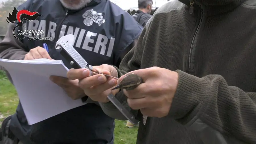 Marche, sgominato maxi traffico illecito di uccelli da richiamo: 6 indagati