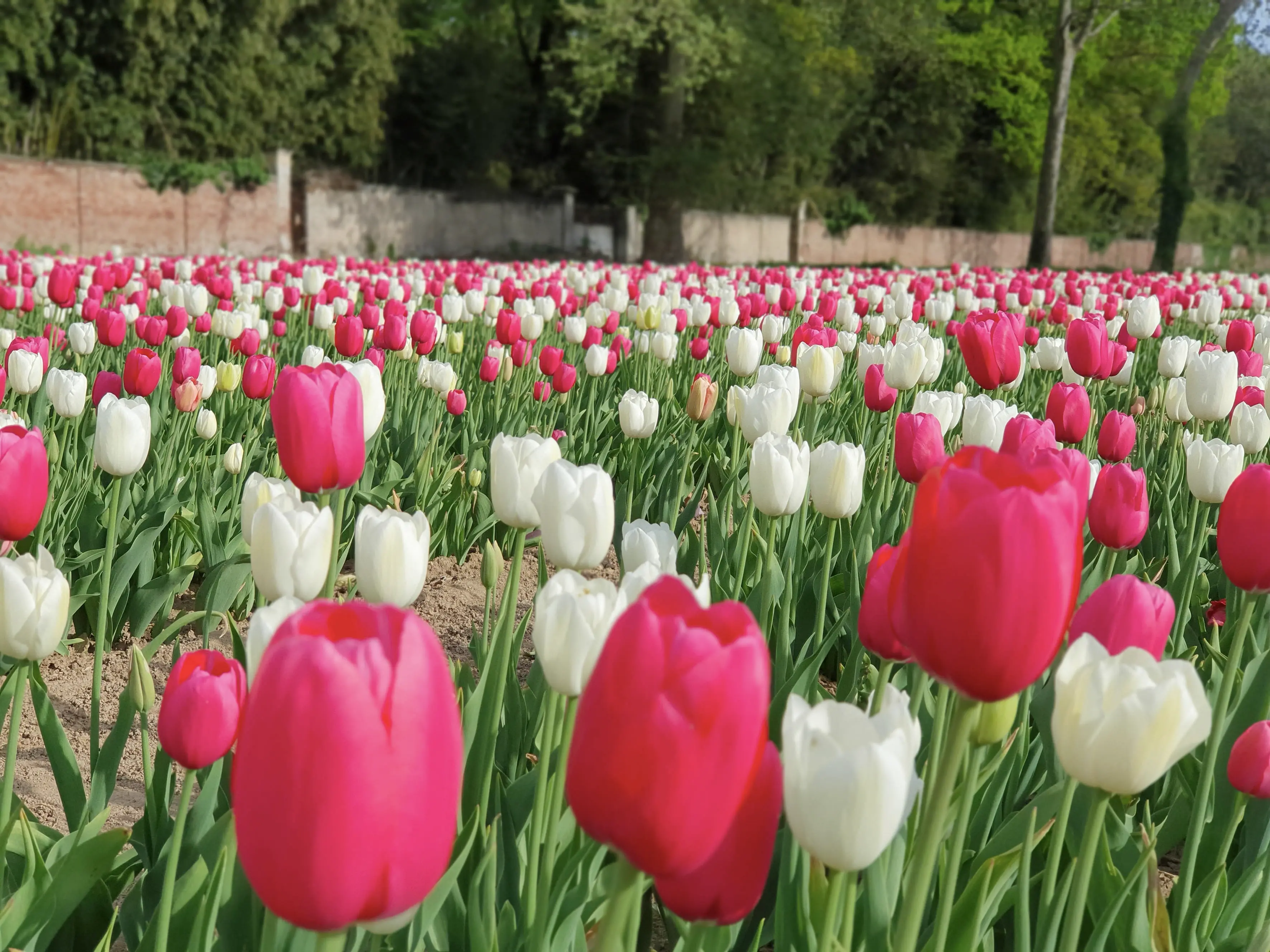 Dove trovare i campi di tulipani in Emilia Romagna