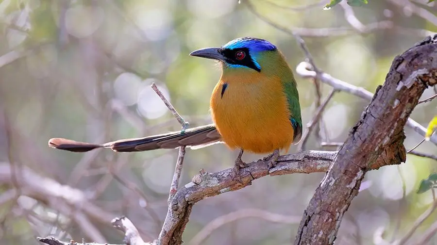 Cambiamento climatico: gli uccelli dell'Amazzonia stanno diventando più piccoli