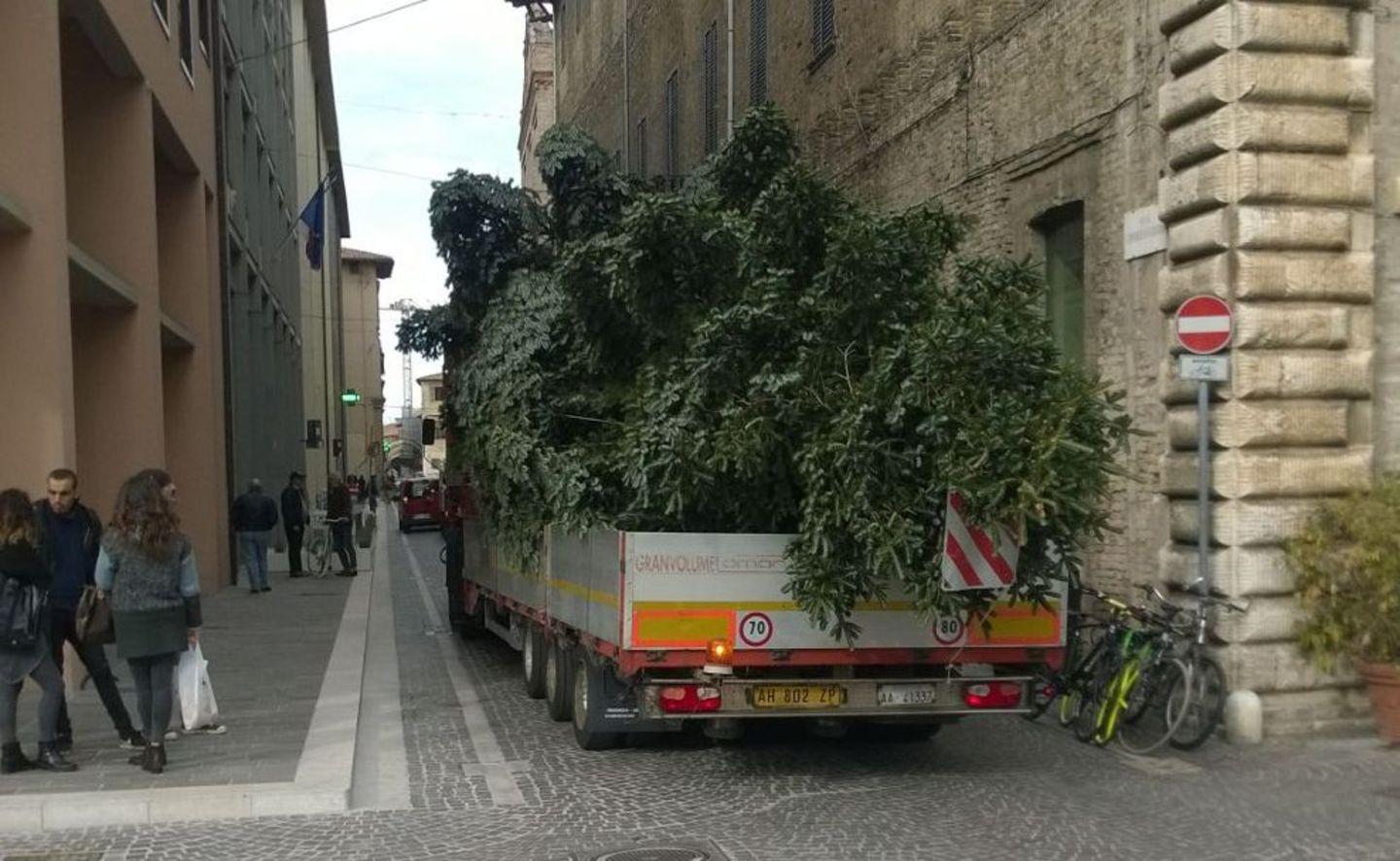 Pesaro, L’albero Di Natale è Già In Piazza