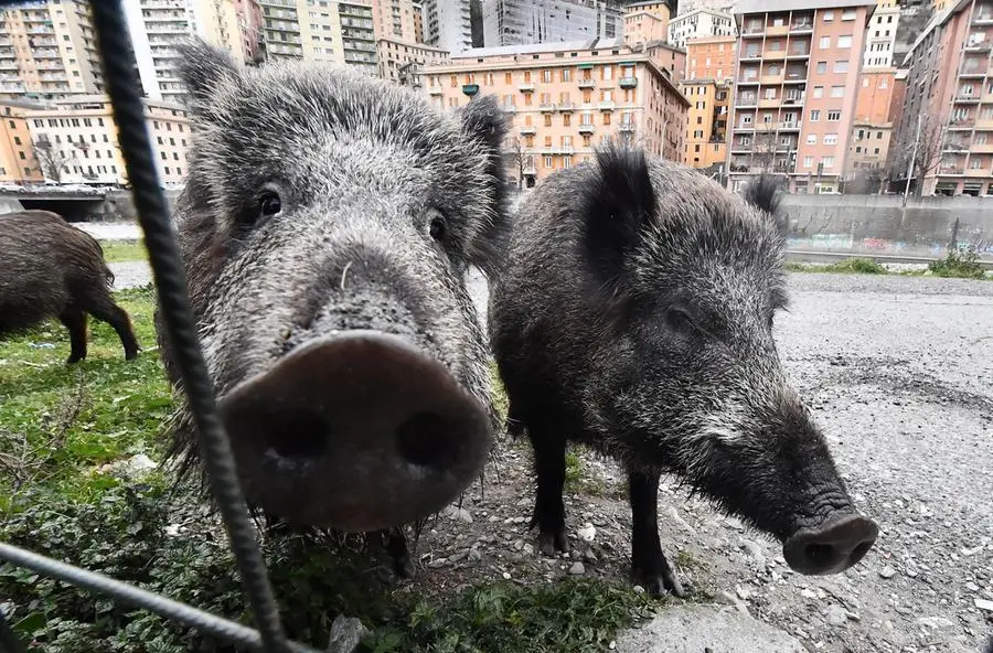 Peste suina Roma, scoperto il primo caso al parco dell'Insugherata