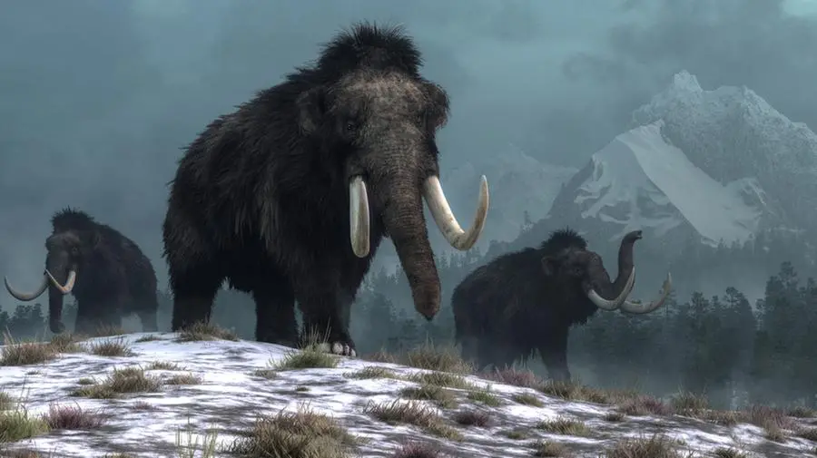 I mammut non si estinsero per colpa dell'uomo, ma del cambiamento del clima