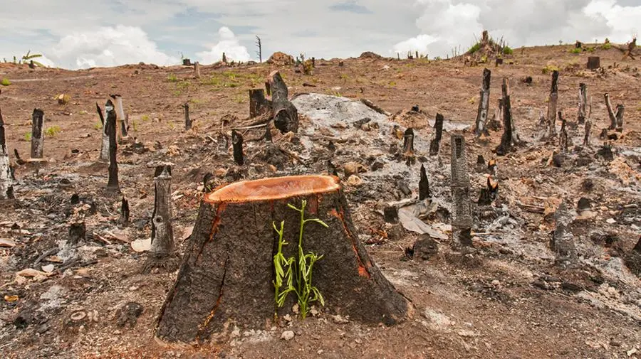 Un terzo degli alberi al mondo è a rischio di estinzione