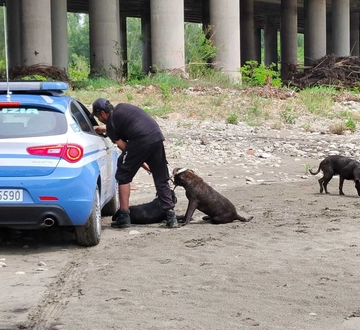 Azzannati dai cani a Bologna, molossi liberi sul Reno