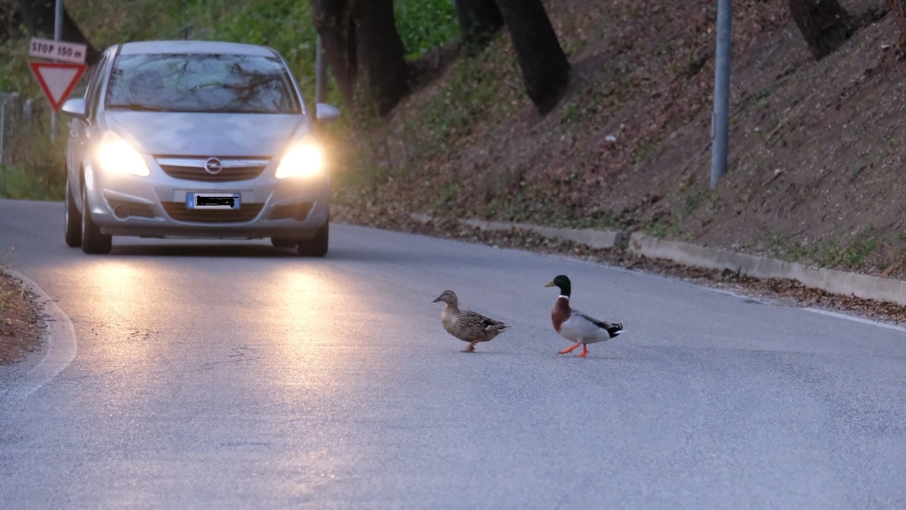 Si comincia venerdì prossimo a palazzo dei Convegni con un incontro con gli esperti. Obiettivo: Favorire la conoscenza dell'oasi naturale e promuovere una gestione fluviale sostenibile