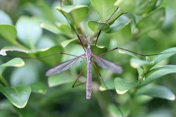 West Nile, vero allarme? "I casi gravi sono l'1%"