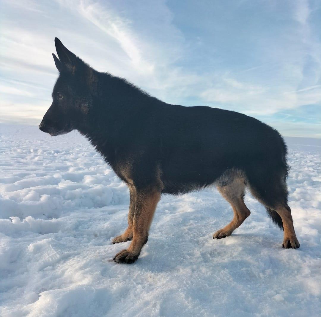 Castelbellino, Yagos Polizeihund, ist in den Himmel geflogen