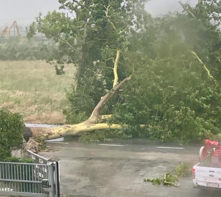 Monsano, Un Albero Sradicato Dal Vento Causa Disagi E Allagamenti