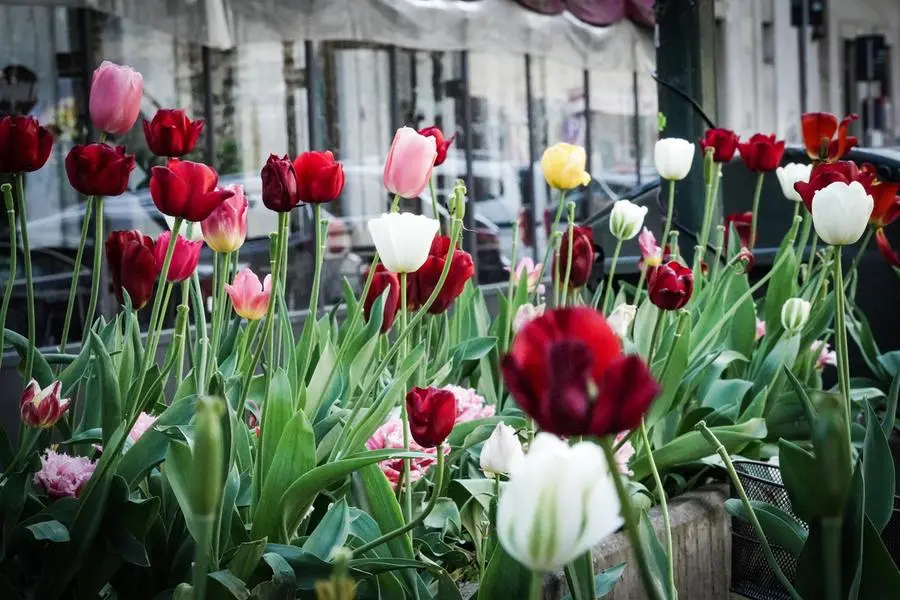 Verona, Municipio dona bulbi di tulipani per una citta' colorata e pulita