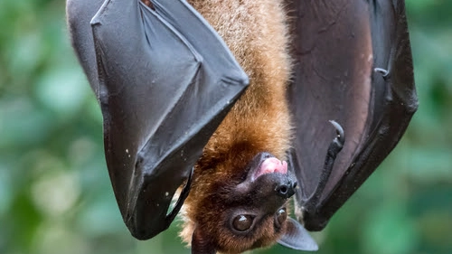 Pipistrello, foto d'archivio