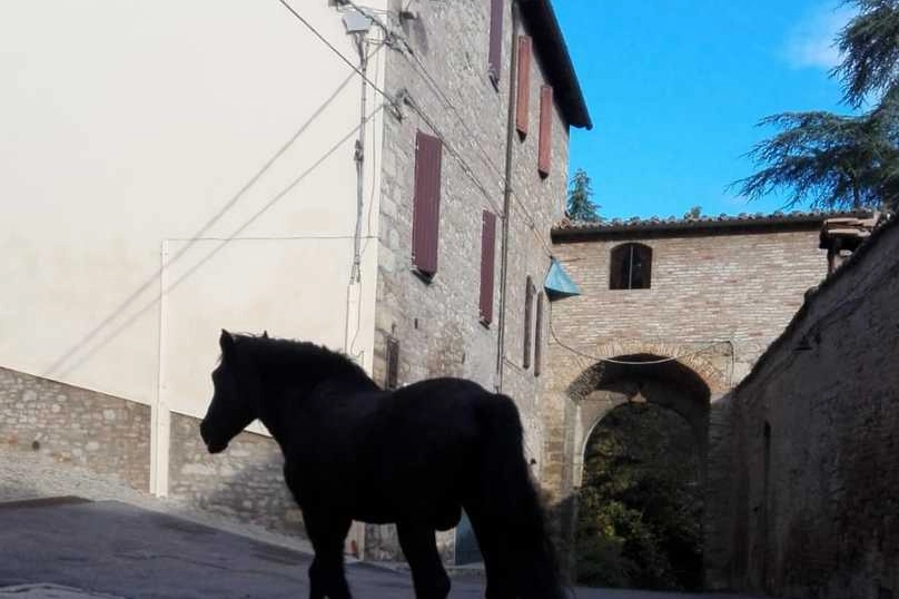 CAVALLO_34925860_161122