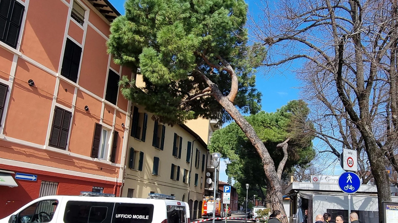 Viale De Amicis, l’intervento  I due pini saranno abbattuti  "Sono troppo vicini alle case"