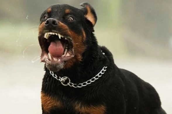 Rottweiler