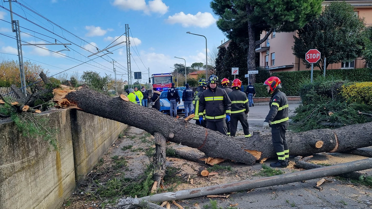 L'albero caduto in via Pambera (foto Isolapress)