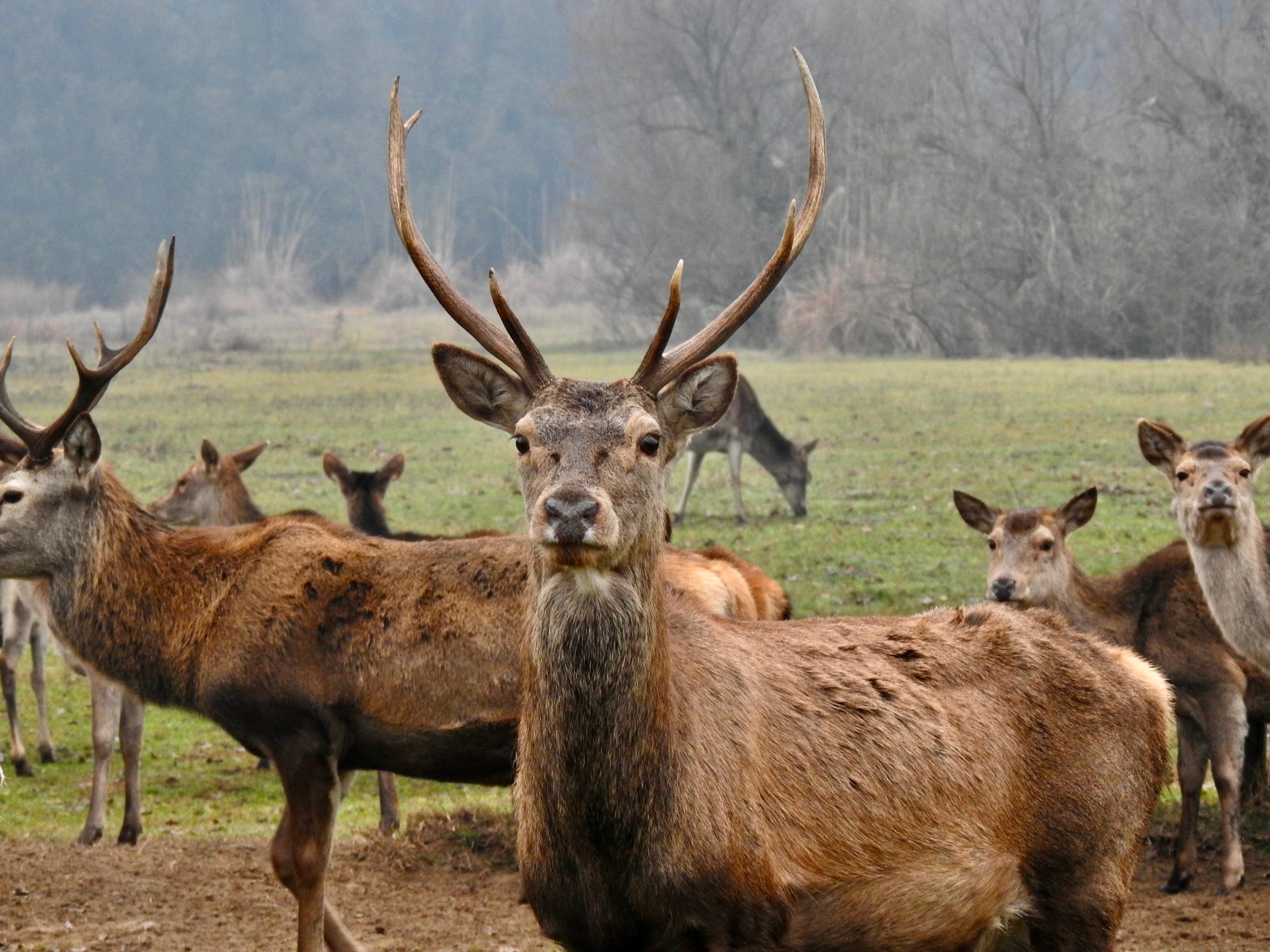 Wwf, Operazione ‘Cervo Italico’ Per Salvare La Specie: Dall’Emilia ...