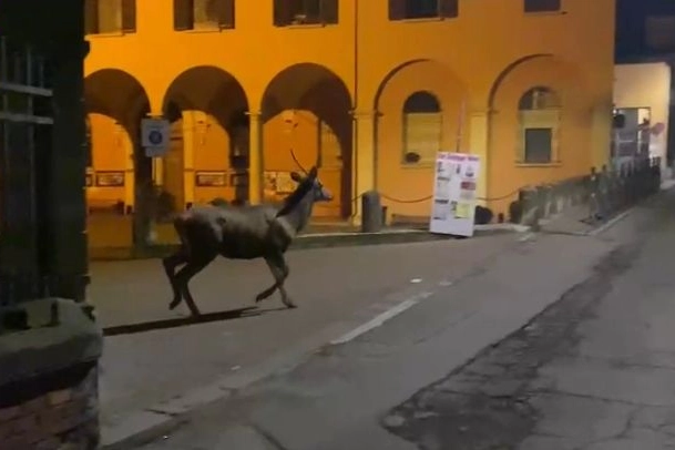Il fusone di cervo immortalato a Bologna