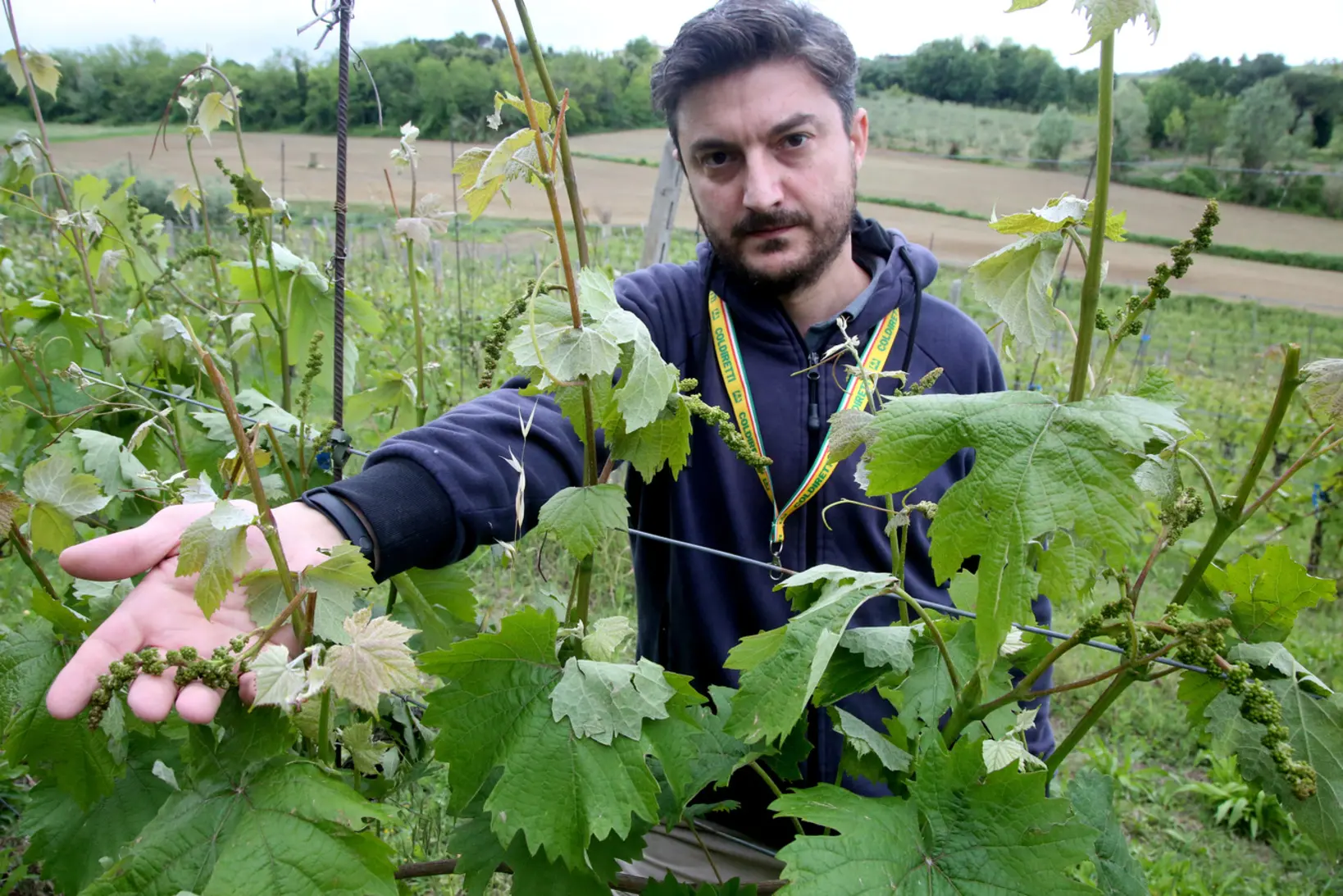 Avvelenamento di Casalecchio, pianta tossica e nitrato di sodio presi dieci  giorni prima - CorrierediBologna.it