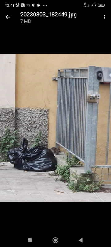 Via vai di topi in strada a Modena: "Ecco come segnalare"