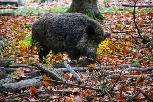 Cacciatore attaccato da cinghiale nel Parmense: 40enne in gravi condizioni