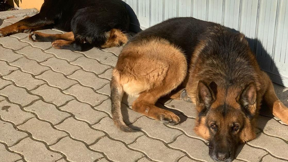 Bologna tötet einen Hund mit einem Messerstich vor den Augen seines Besitzers