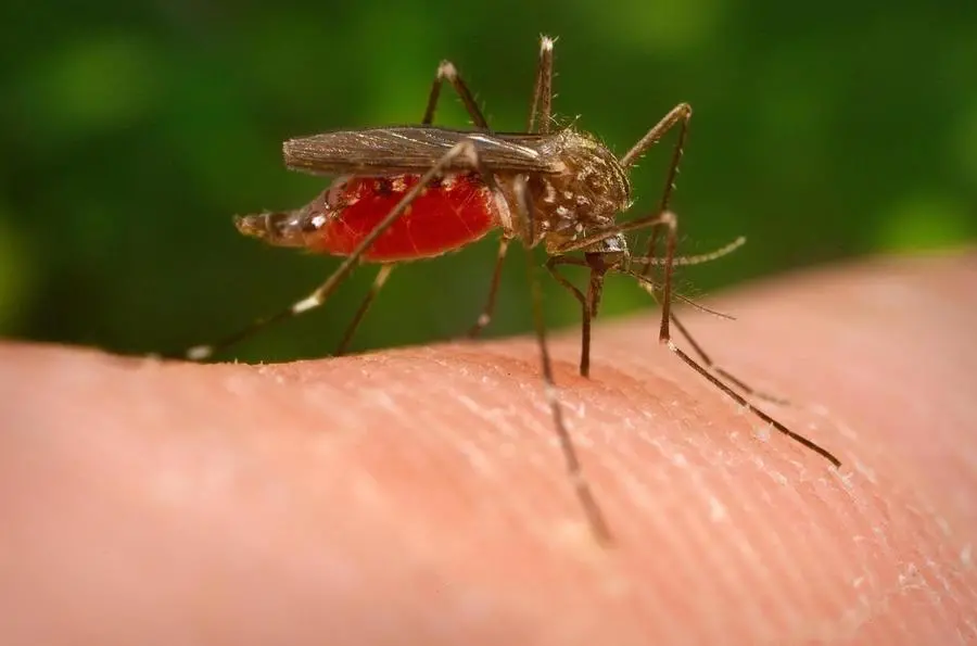 West Nile: sintomi dopo la puntura della zanzara. Cosa sappiamo del virus