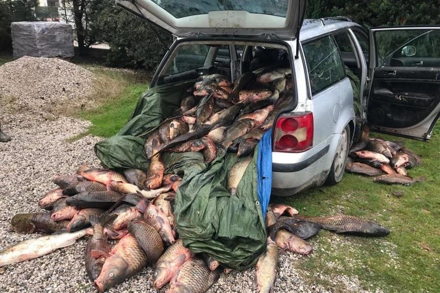Ravenna, bracconieri fermati con 10 quintali di pesce nel Delta del Po: multati 