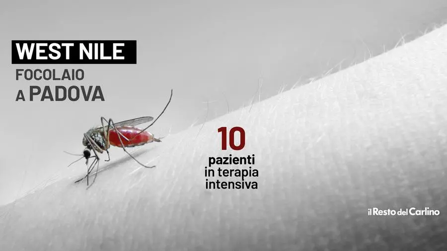 West Nile: a Padova dieci pazienti in terapia intensiva