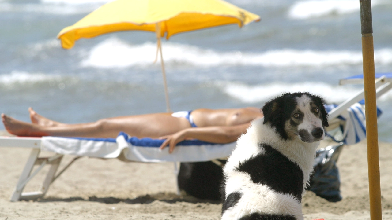 In spiaggia con Fido, a Riccione si potrà