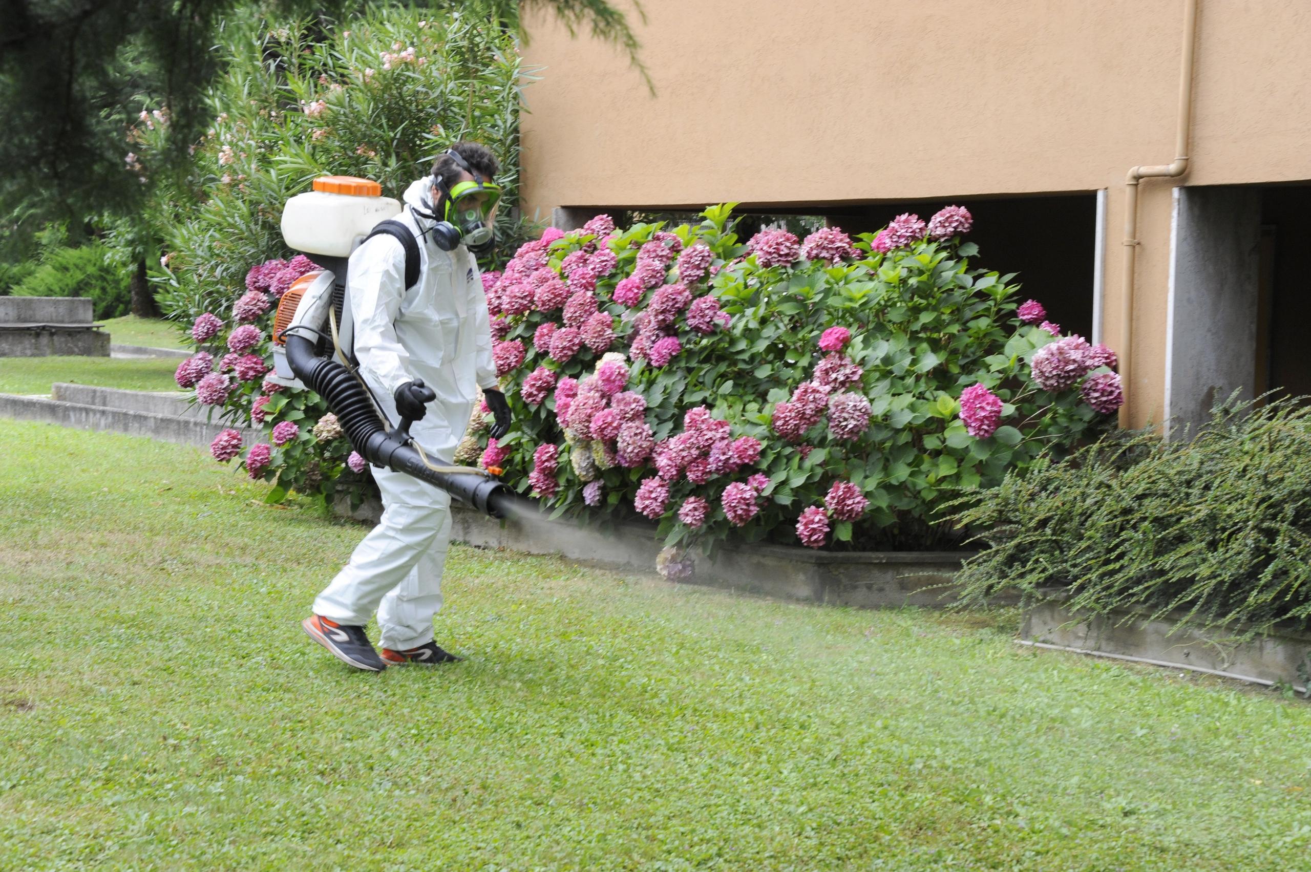 Dengue Bologna Oggi, Un Altro Caso. Disinfestazione Al Via