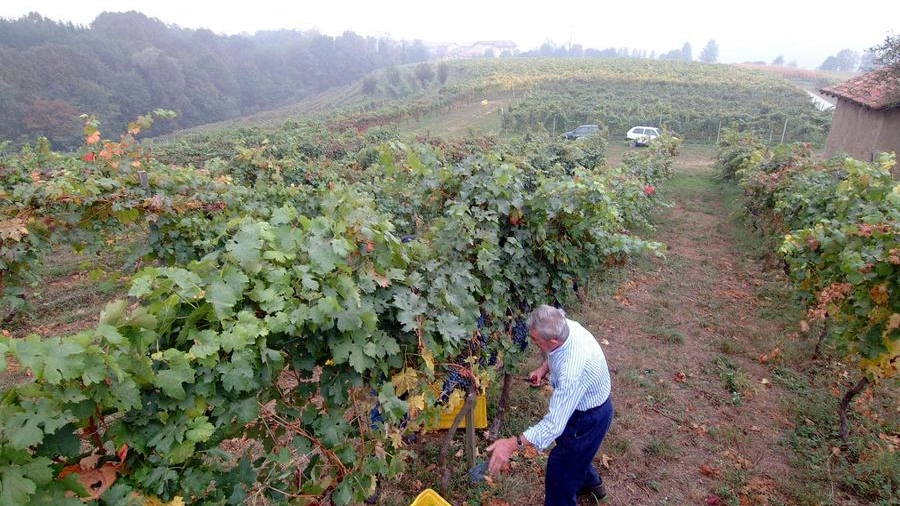 Ranieri: "Così rilanceremo i nostri vini"    