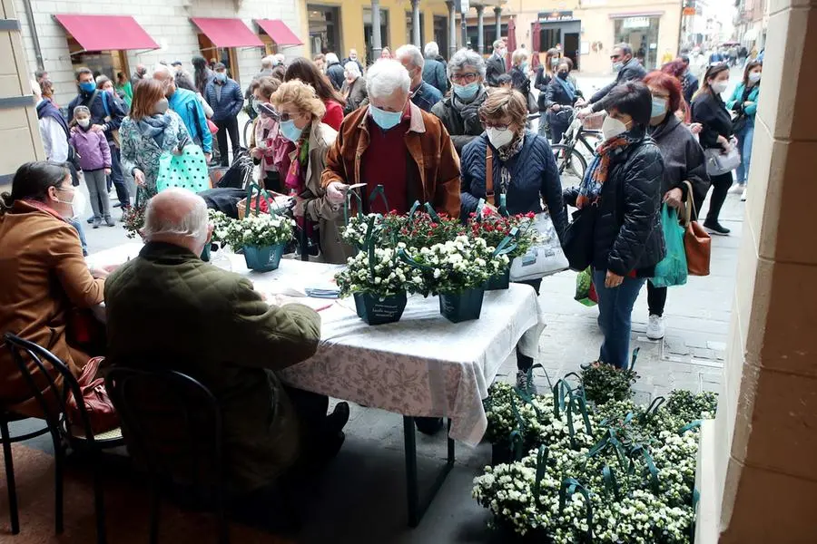 Azalea di Airc a Bologna, ecco dove trovare il fiore per la Festa della Mamma 2022