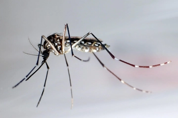 West Nile nel bolognese, primi casi sul territorio: due persone ricoverate